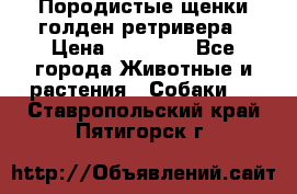 Породистые щенки голден ретривера › Цена ­ 25 000 - Все города Животные и растения » Собаки   . Ставропольский край,Пятигорск г.